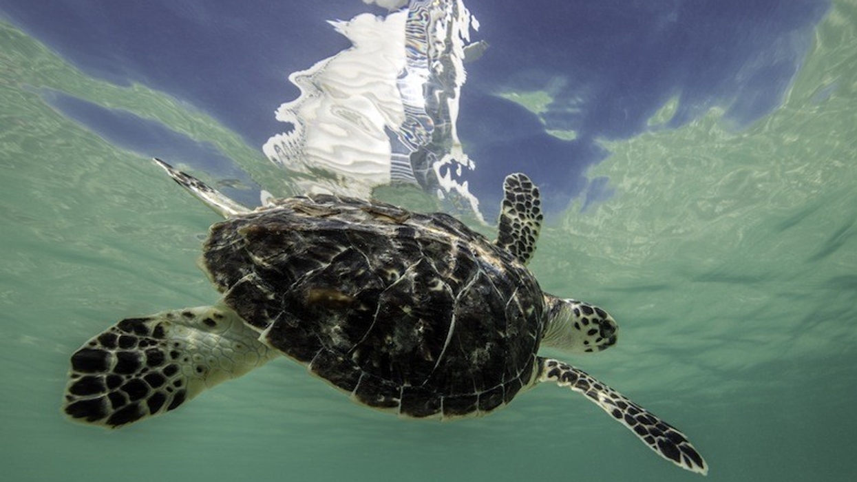 Turtle Conservation at Dubai's Burj-Al-Arab Aquarium