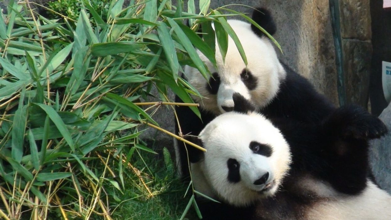 Ocean Park’s Giant Pandas Ying Ying and Le Le to Take Part in National Giant Panda Breeding Programme