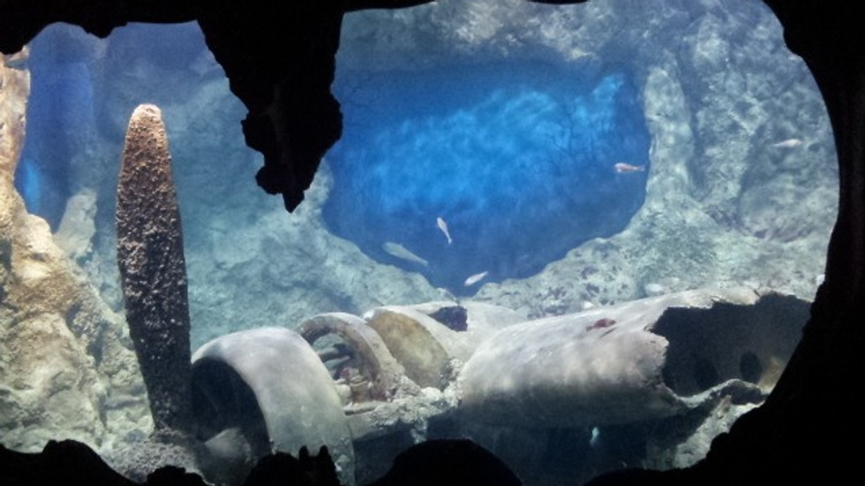 Malta's National Aquarium: a Million Litres of Learning