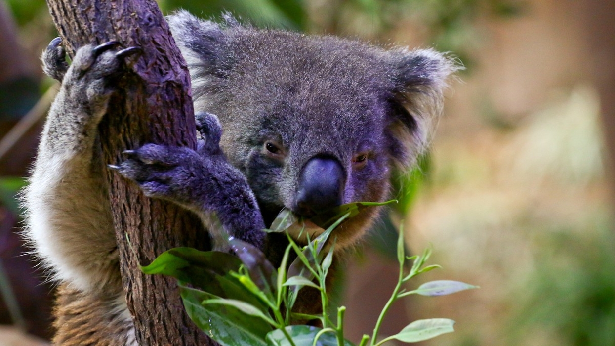 Hong Kong’s First-Of-Its-Kind Australian Attraction Opens at Ocean Park