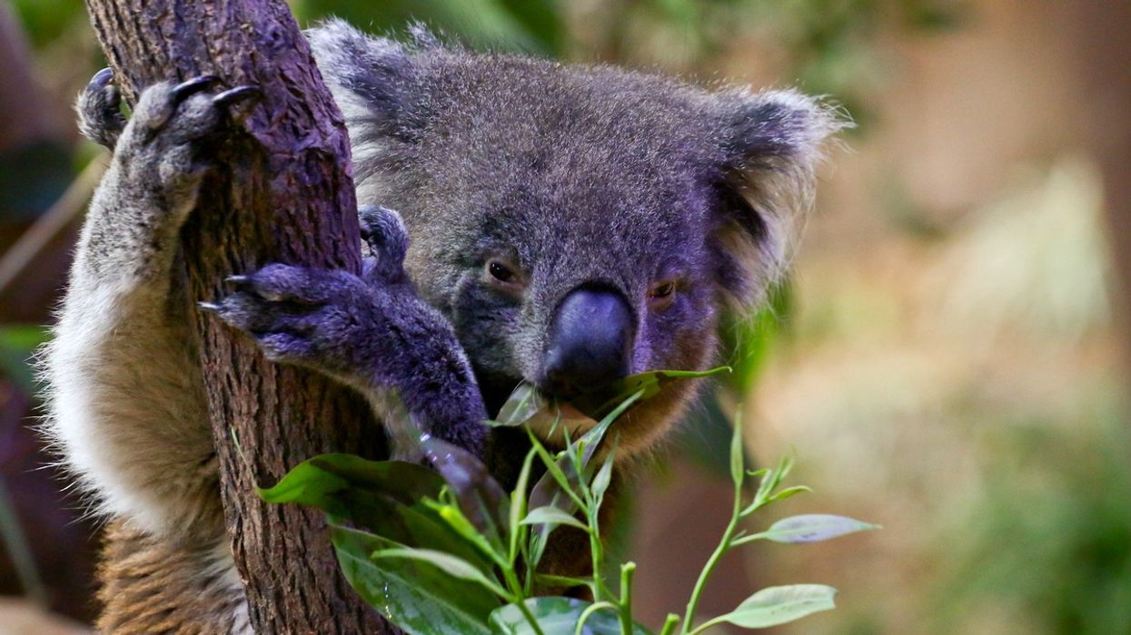 Hong Kong’s First-Of-Its-Kind Australian Attraction Opens at Ocean Park
