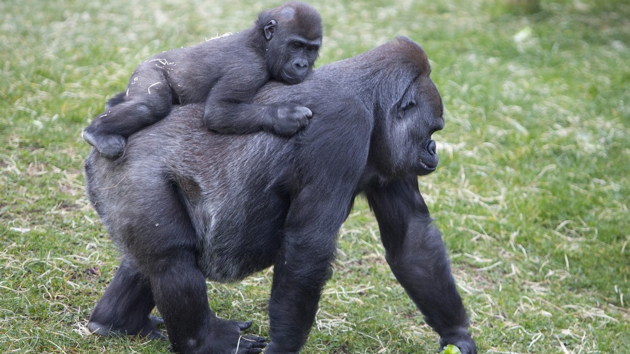 Twycross Transformed: the Making of a Modern Zoo