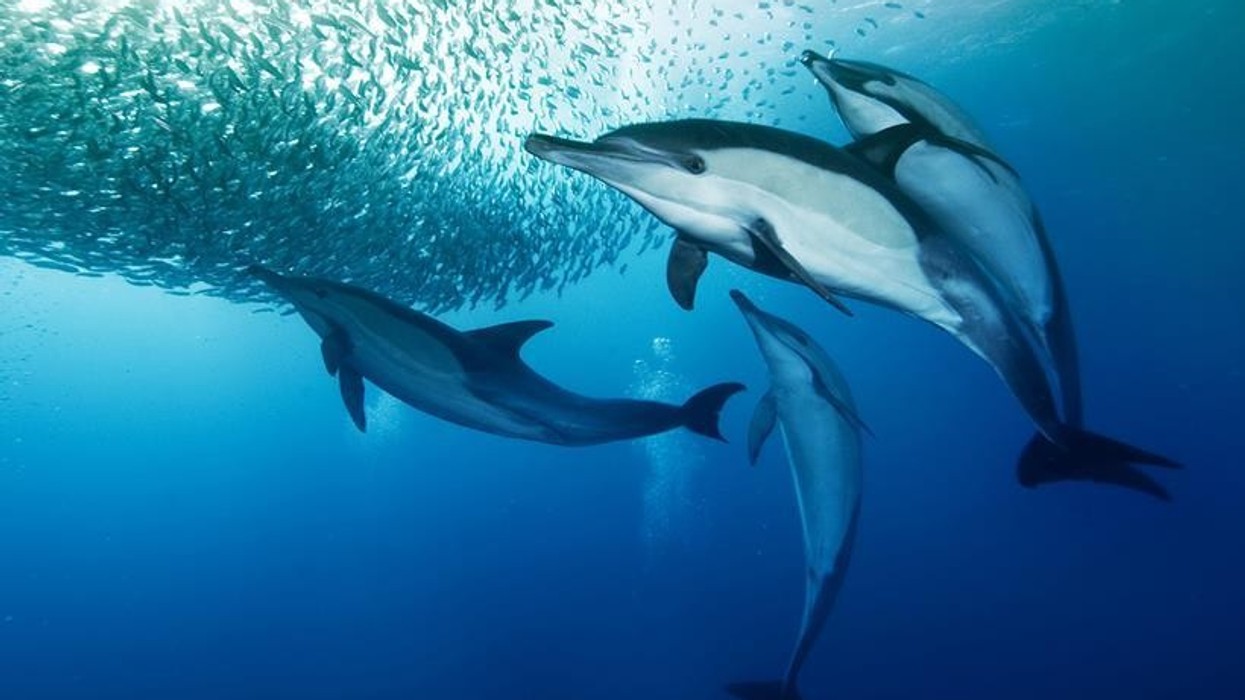 SimEx-Iwerks Partners BBC Earth to Create 4-D Ocean Predator Experience