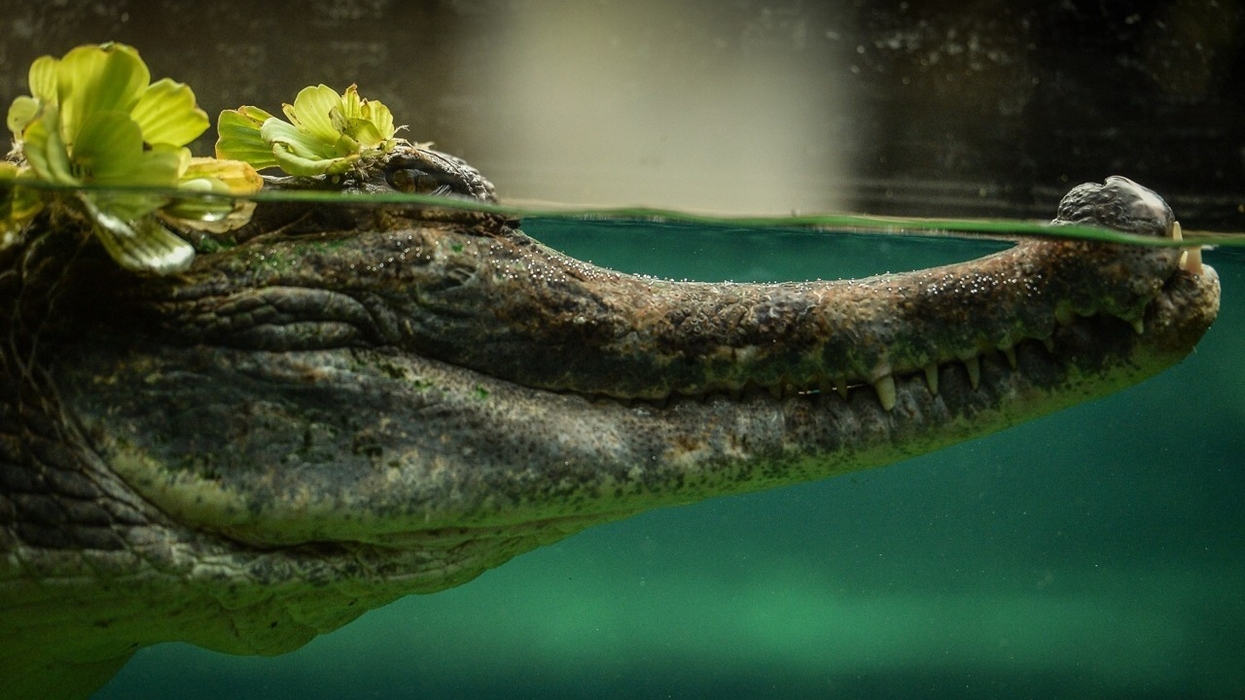 Chester Zoo’s Monsoon Forest Opens – UK’s Largest Indoor Zoo Exhibit