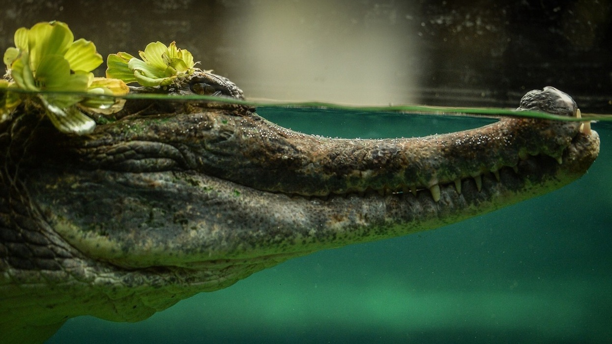 Chester Zoo’s Monsoon Forest Opens – UK’s Largest Indoor Zoo Exhibit