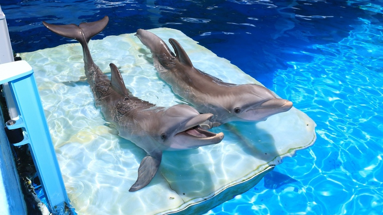 A Winter’s Tail: The Dolphin That Saved Clearwater Marine Aquarium