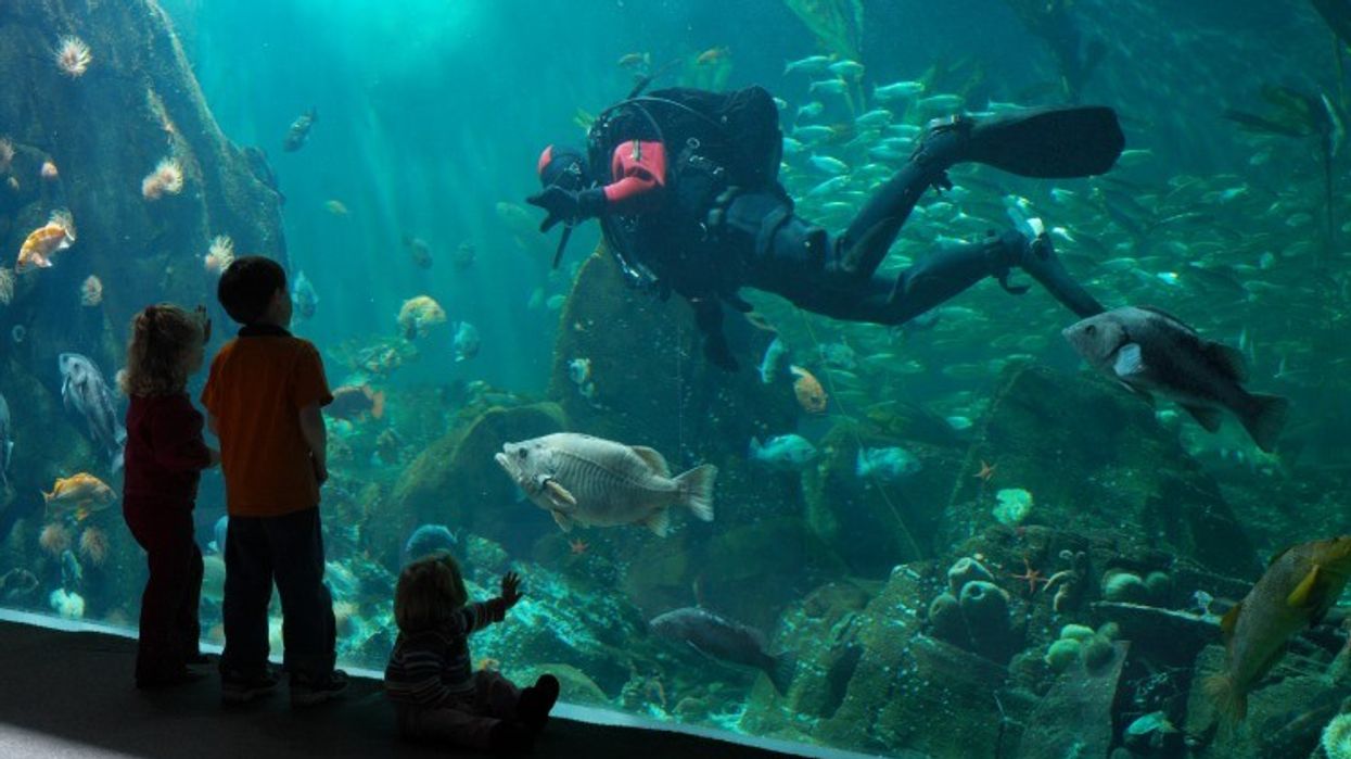 Vancouver Aquarium Announces Best Ever Visitor Numbers in 2015