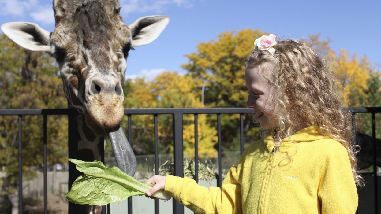 Denver Zoo Celebrates 2 Million Visitors in 2015