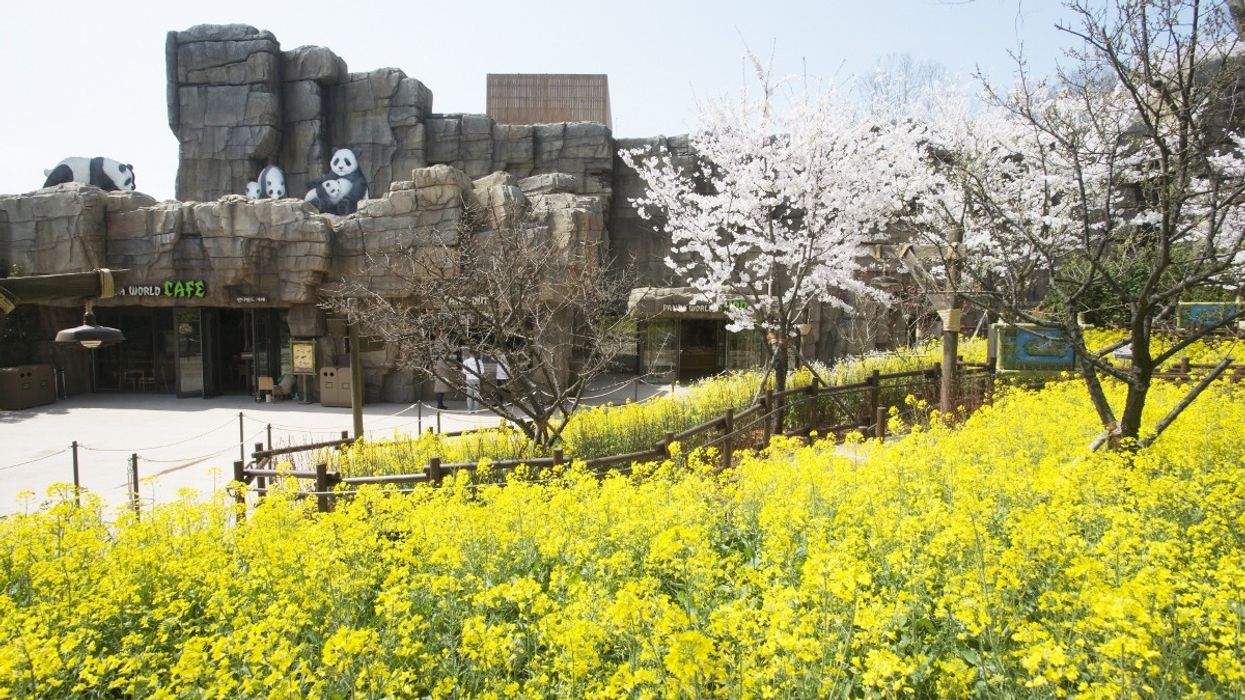 dan pearlman Designs Immersive Panda World, Everland Resort, South Korea