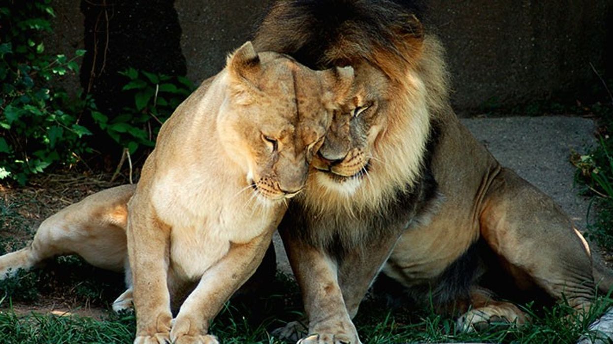 PGAV Destinations Designs New African Area at The Louisville Zoo