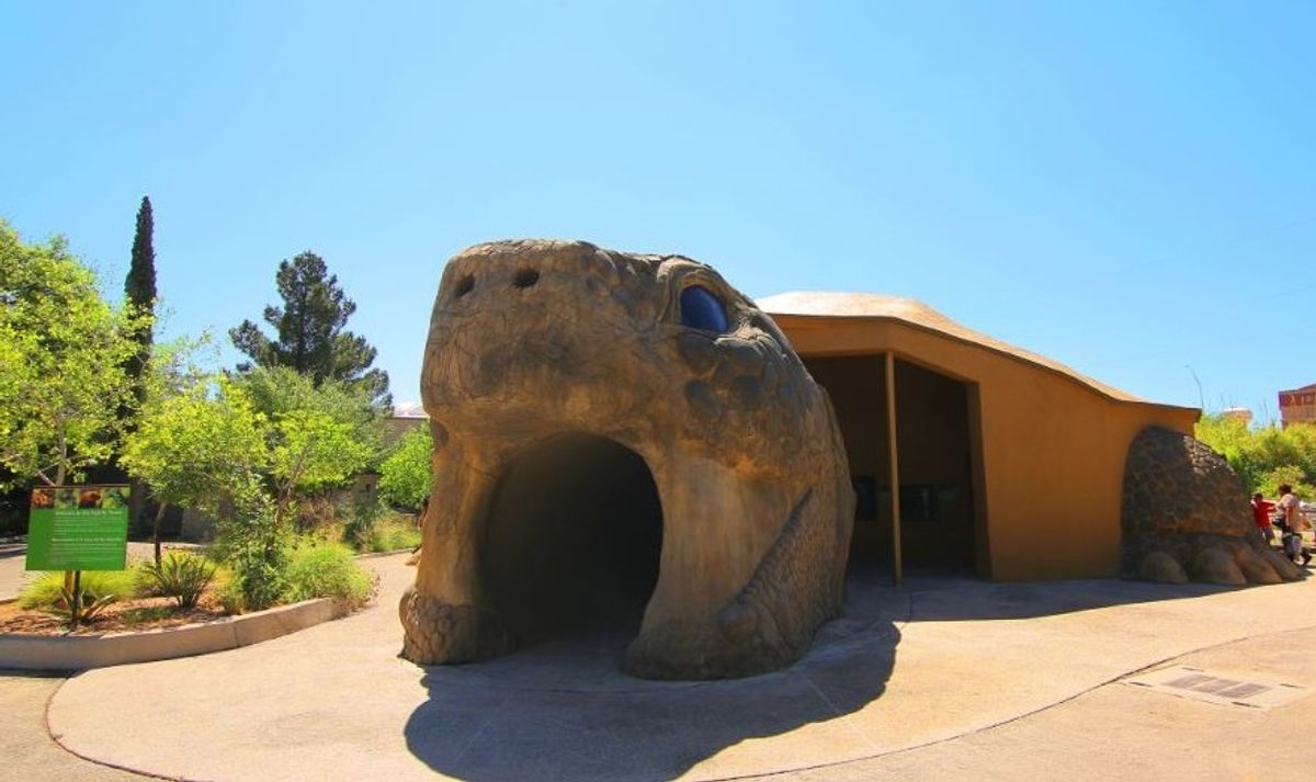 Animal Magic: Regeneration and a Radical Reptile House at El Paso Zoo