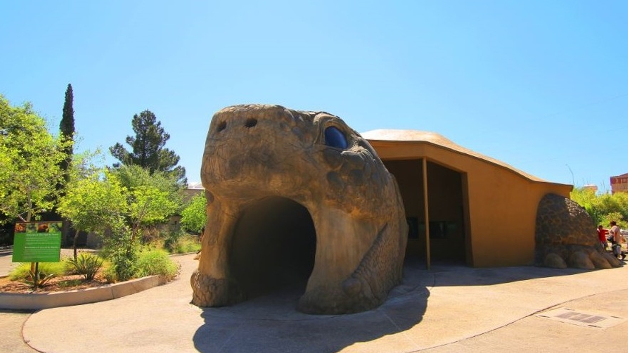 Animal Magic: Regeneration and a Radical Reptile House at El Paso Zoo
