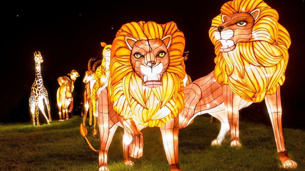 LCI to Create Hi-Tech Grand Finale for Longleat’s 50th Anniversary ‘Festival Of Light’