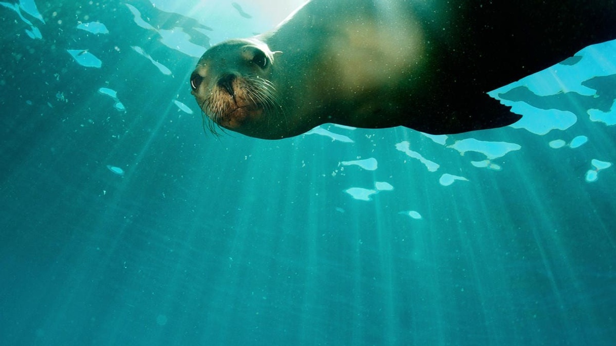 In Zoos We Trust (In A Post-Truth World)