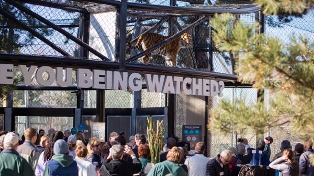 Denver Zoo Brings Tigers and Visitors Face to Face in Brand New The Edge Exhibit
