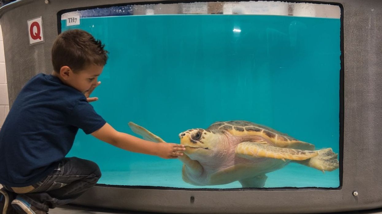 South Carolina Aquarium's $5.3 million Sea Turtle Recovery exhibit opens Memorial Day