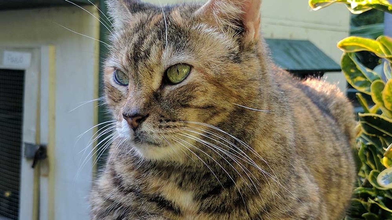 Hemingway Museum's six-toed cats purr-fectly fine after Hurricane Irma