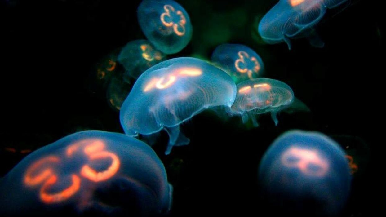 Australia's $54m Cairns Aquarium opens