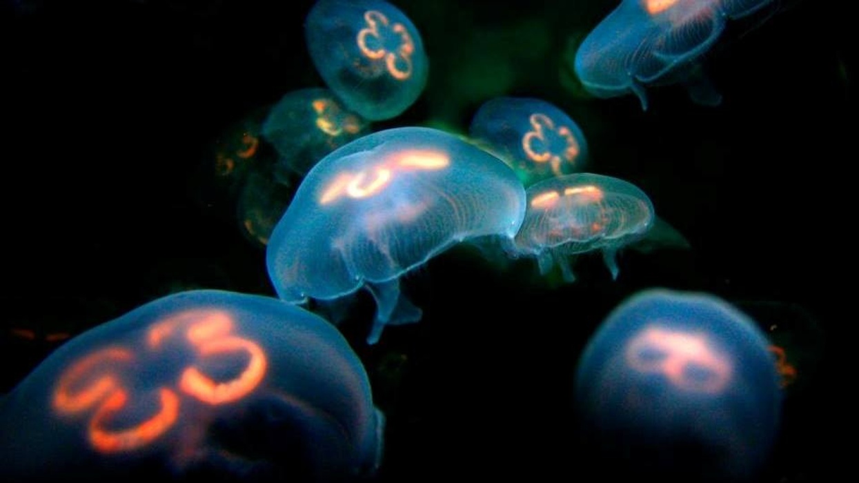 Australia's $54m Cairns Aquarium opens