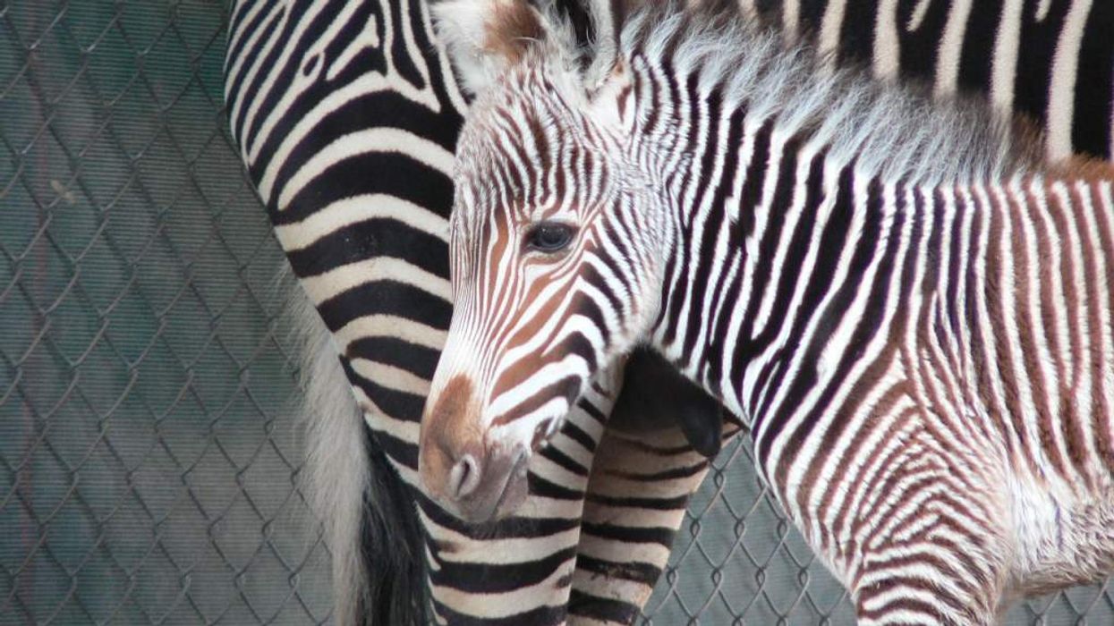 Voters to decide on crucial funding for Reid Park Zoo