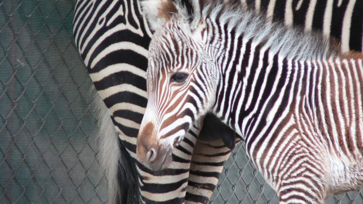 Voters to decide on crucial funding for Reid Park Zoo