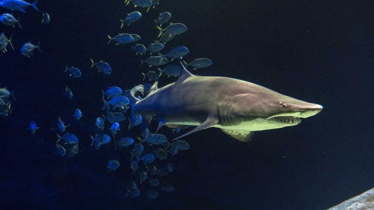 $158m Ocean Wonders: Sharks! to open at WCS's New York Aquarium
