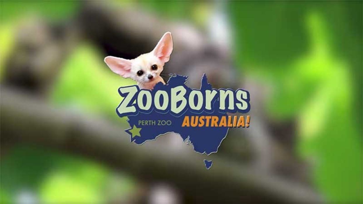 Perth Zoo to launch Facebook digital series