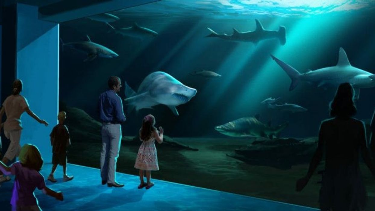 Georgia Aquarium’s $100m shark exhibit reaches construction milestone