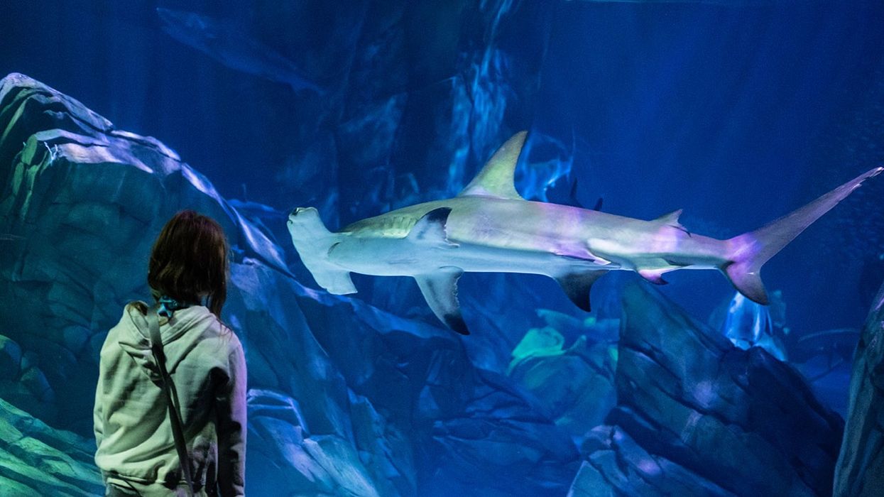 The blooloop 50 Zoo & Aquarium Influencer List 2023