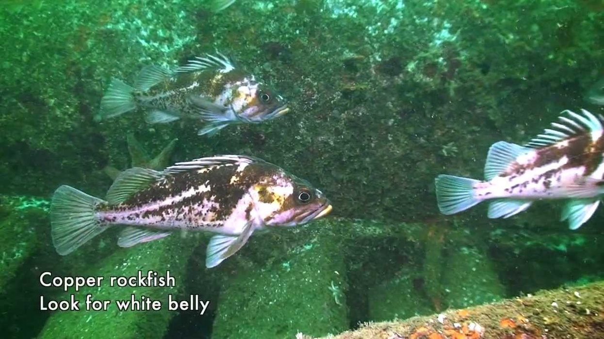 Vancouver Aquarium, Rockfish Abundance Survey
