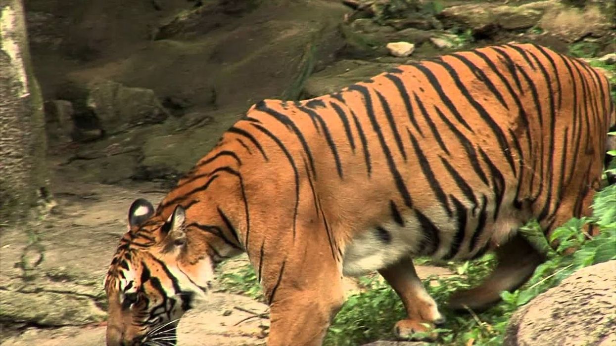 Cat Canyon Renovation - Cincinnati Zoo