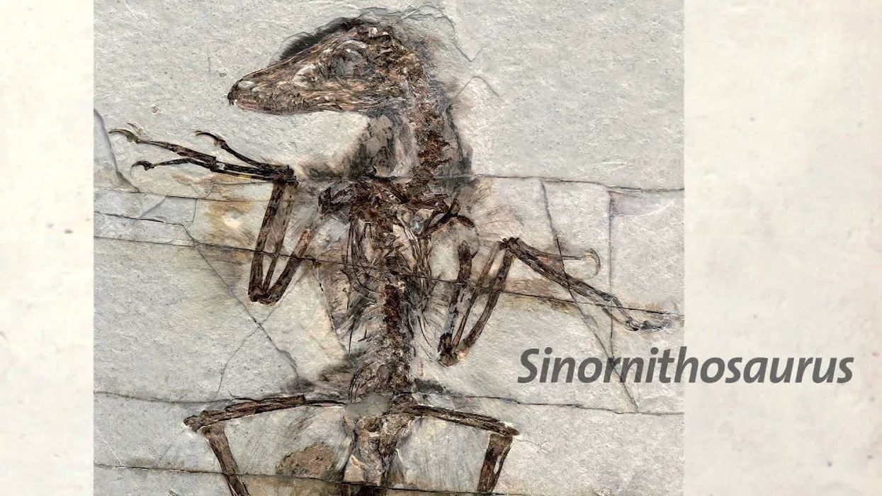 Research into feathered,  colourful  dinosaurs