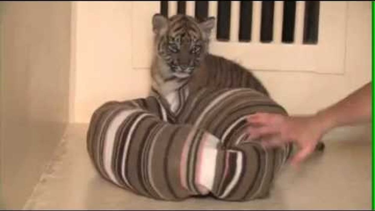 LA Zoo, Sumatran Tiger Cubs - Veterinarian Care