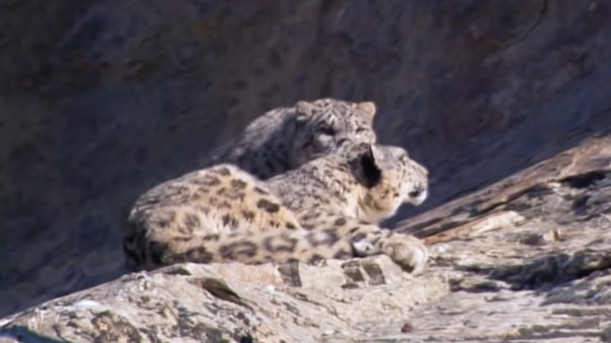 Mother and cub snow leopard behaviour, BBC