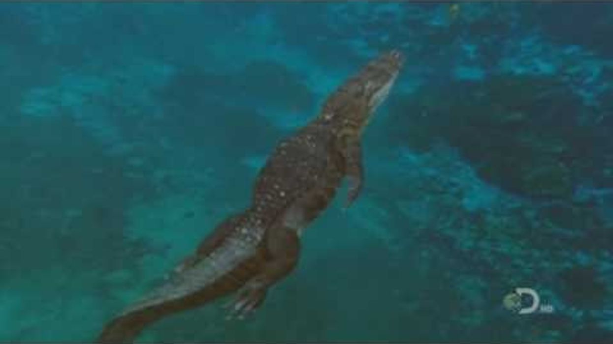 Mega Beasts: T-Rex of the Deep