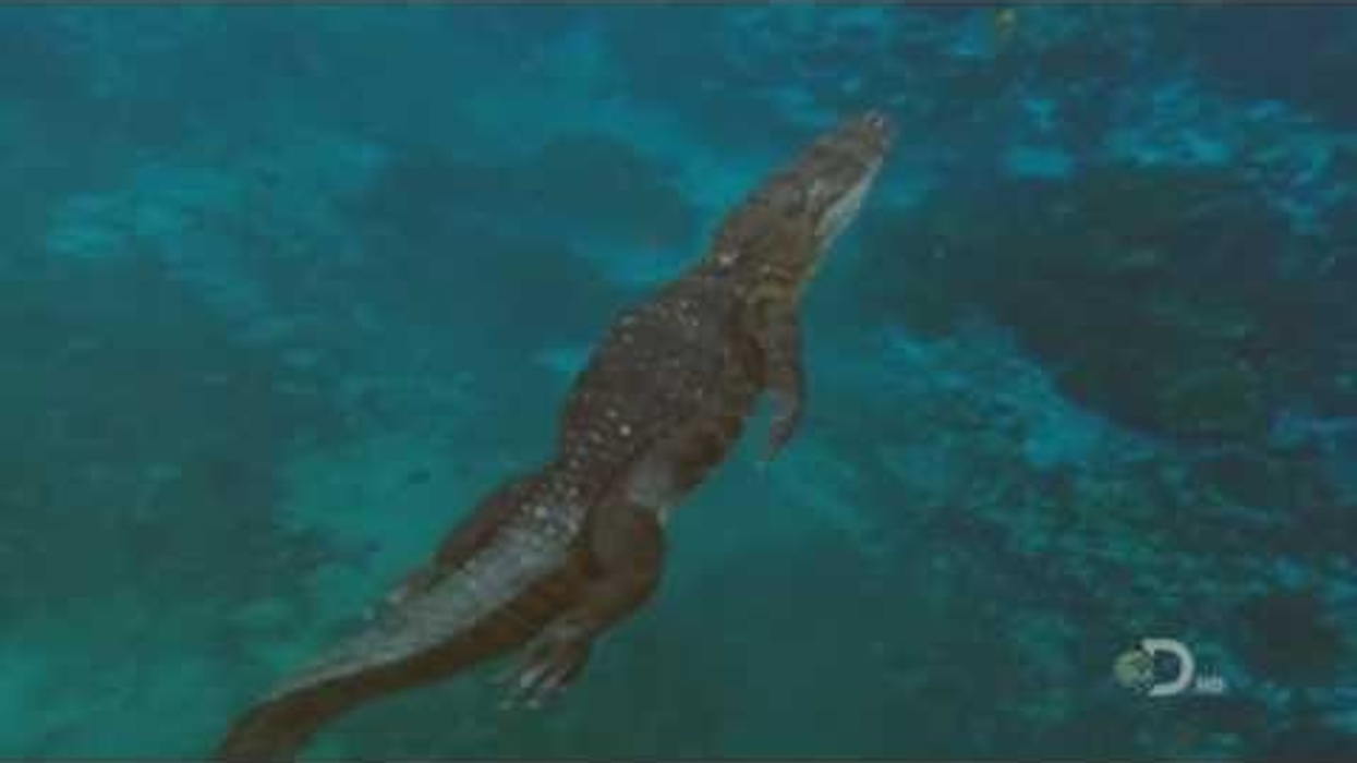 Mega Beasts: T-Rex of the Deep