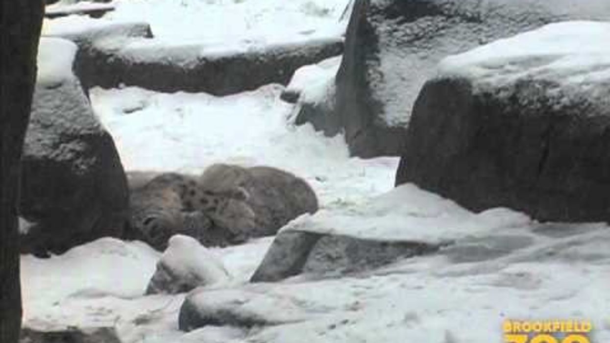 Young Cats Enjoy the Snow at Brookfield Zoo