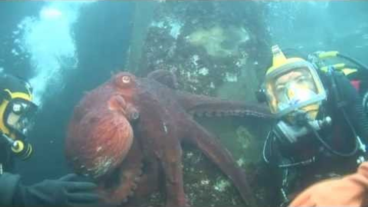 Octopus Release, Seattle Aquarium