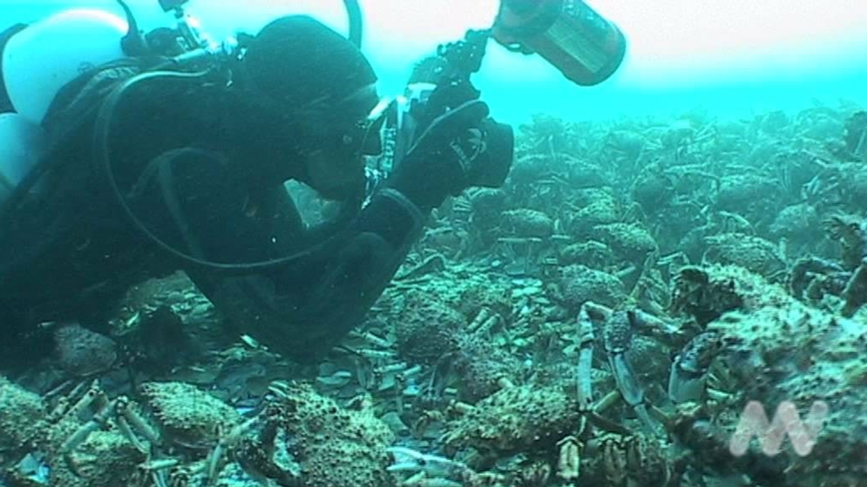 Annual Giant Spider Crab moult in Port Phillip Bay