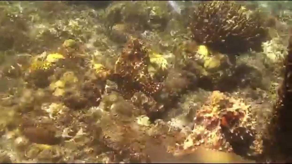 California Academy - Coral Bleaching