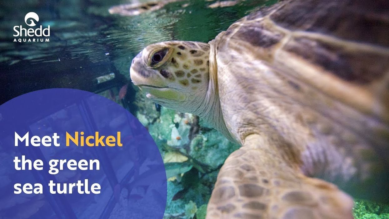 Nickel the Green Sea Turtle,  Shedd Aquarium