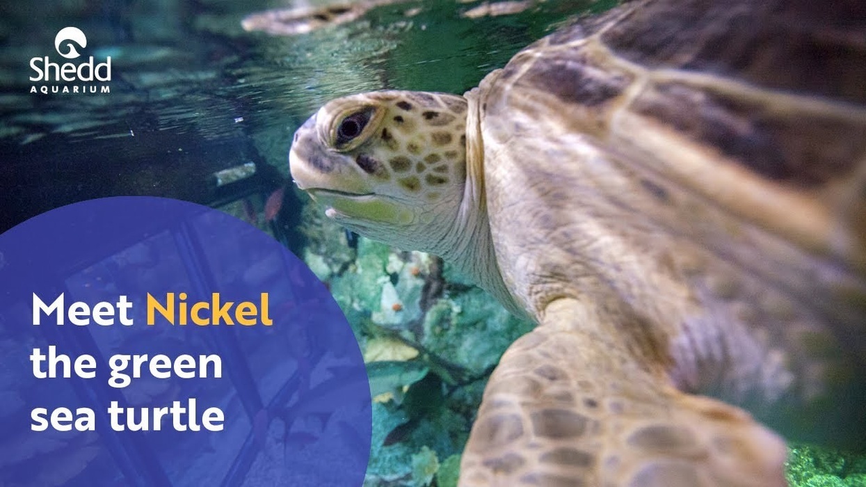 Nickel the Green Sea Turtle, Shedd Aquarium