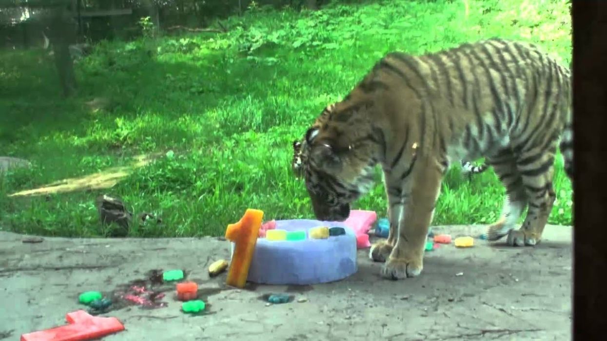 Amur Tiger Cubs Birthday Celebration ; Minnesota Zoo