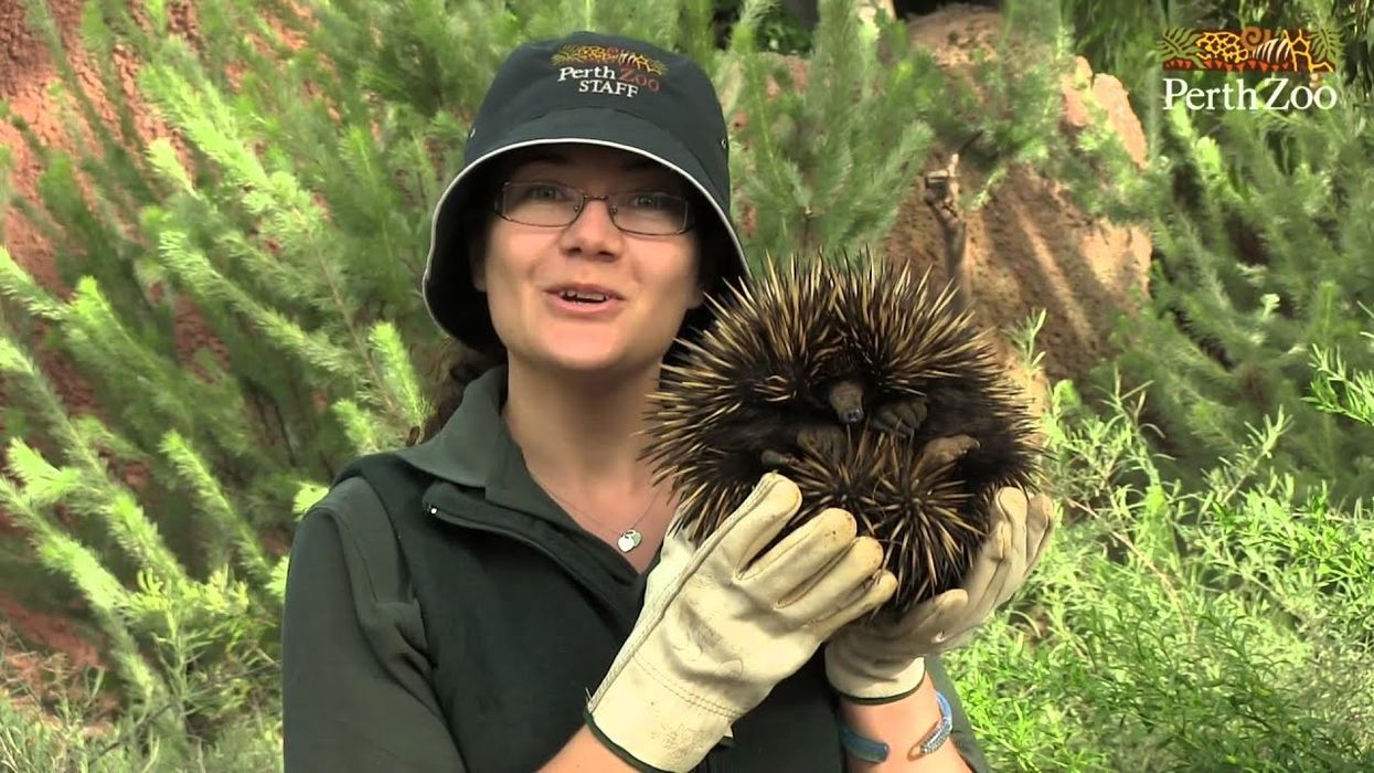 Perth Zoo TV Trailer