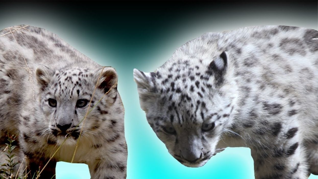 Twycross Zoo's Snow Leopard Cubs