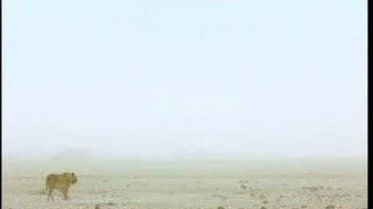 Lions 3D by Nat Geo Movies