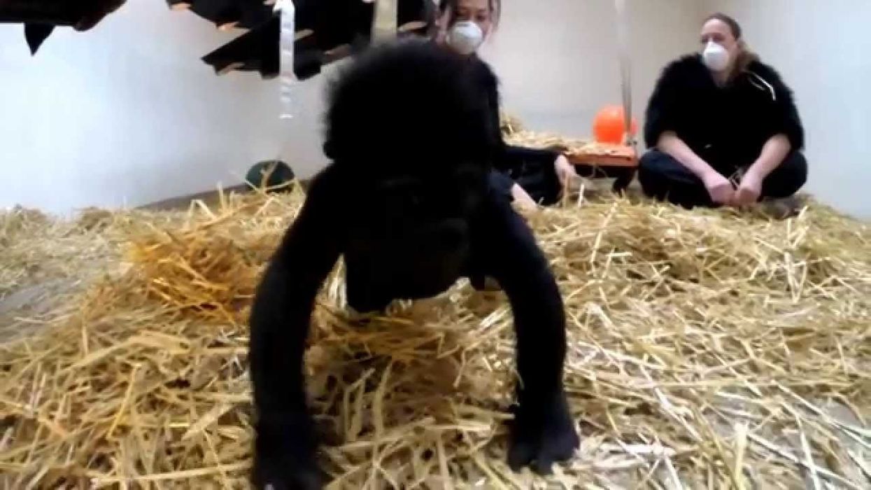 Being a Baby Gorilla Surrogate is Hard Work - Cincinnati Zoo