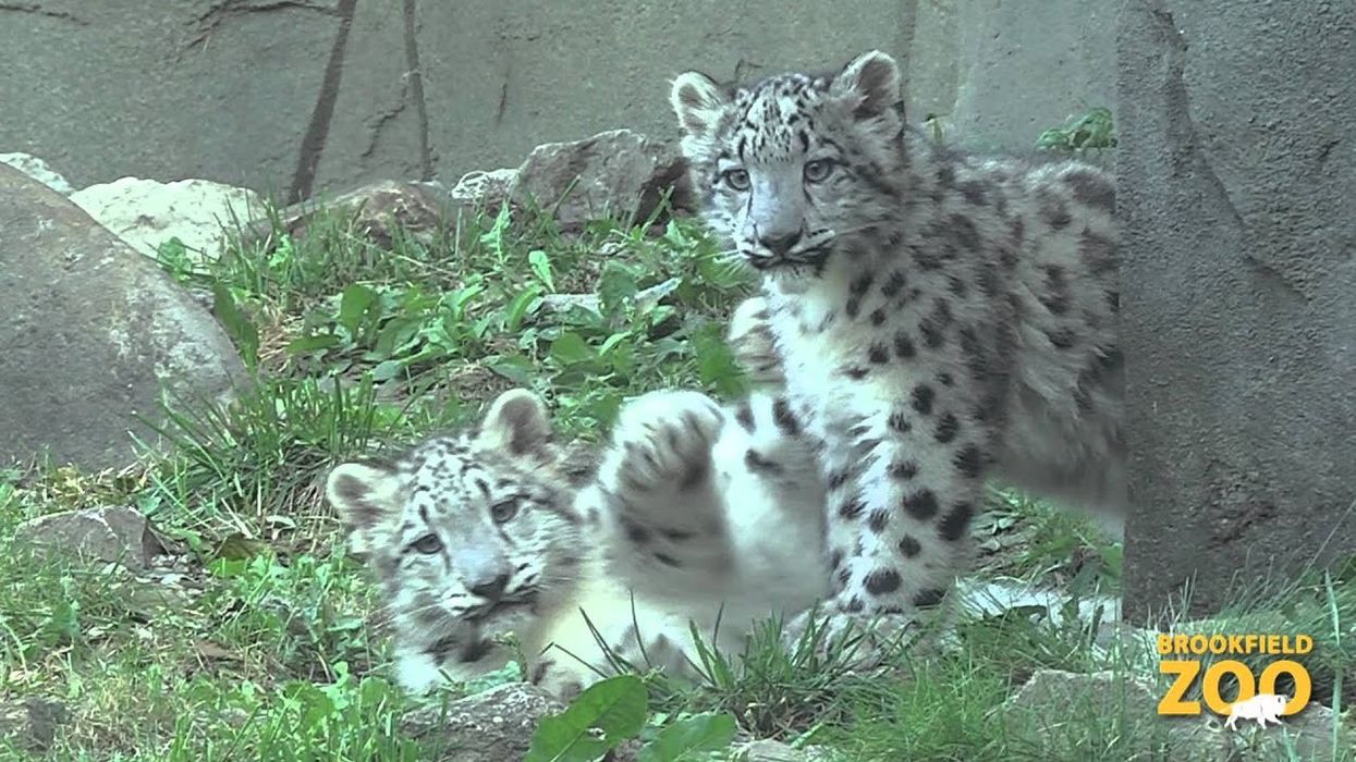 Snow Leopard Cubs Make Public Debut at Brookfield Zoo