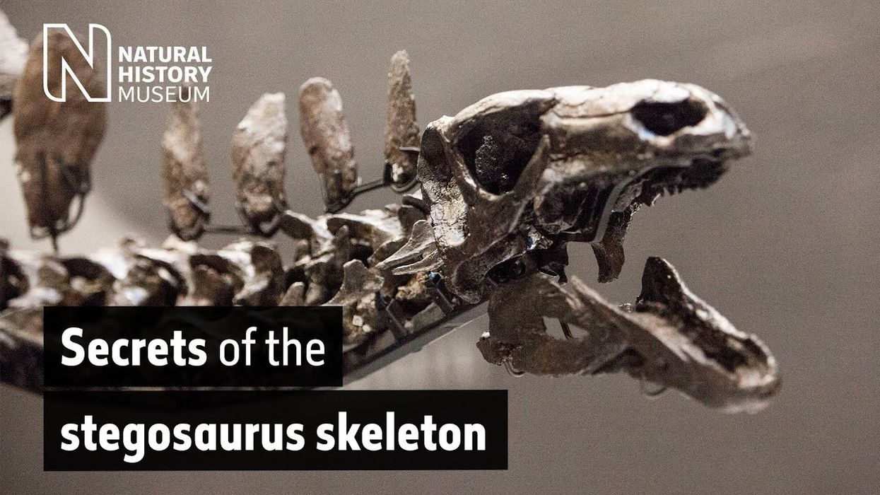 Secrets of the Stegosaurus skeleton | Natural History Museum