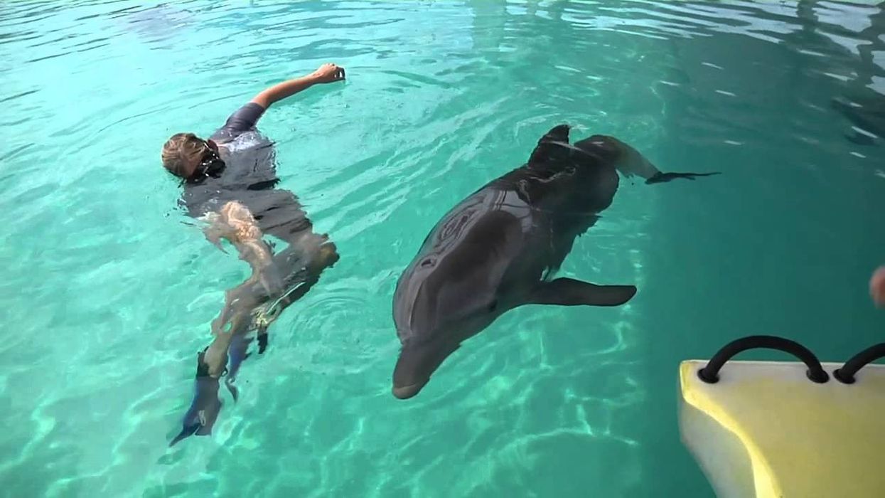Winter the Dolphin Tests Out Her New Tail